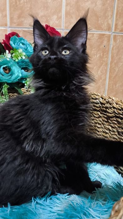 ШИКАРНЫЕ- ЧЁРНЫЕ ( детки ) Мейн кунов