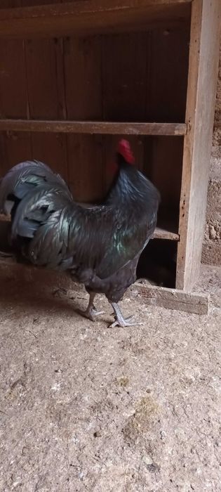 Vand oua de australorp negru