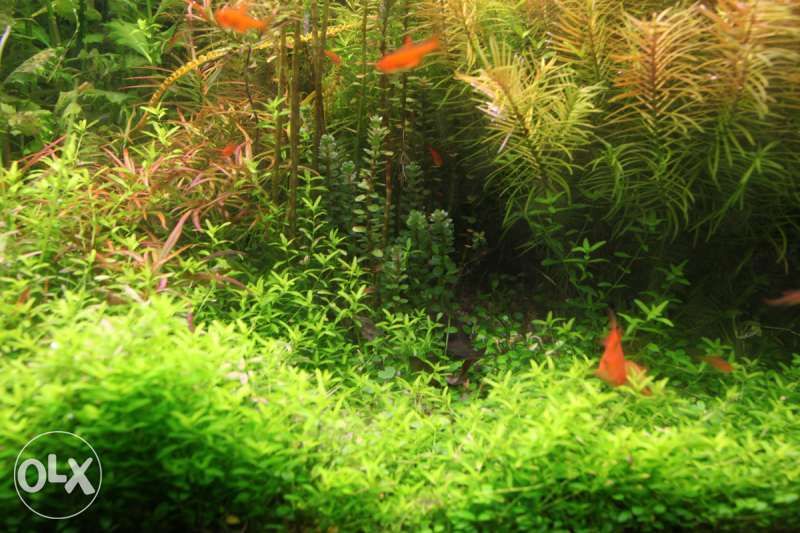 Поддръжка на аквариуми