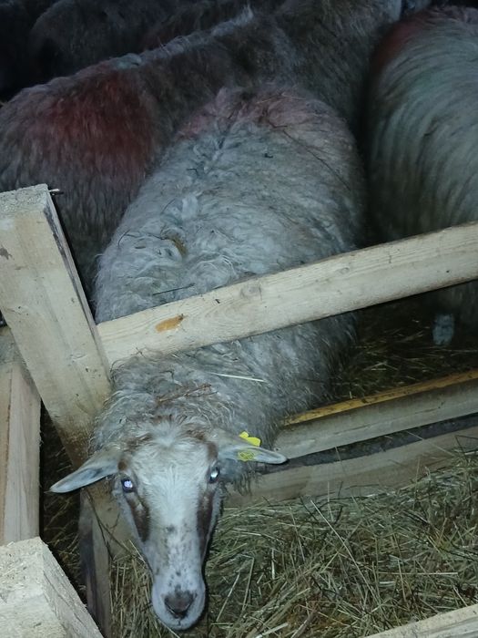 De vanzare 10 mioare