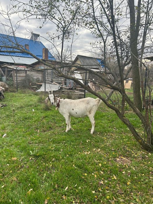 Vând capre de rasa 2500de lei ambele, ușor negociabil