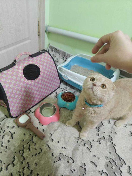 Scottish fold mushuk