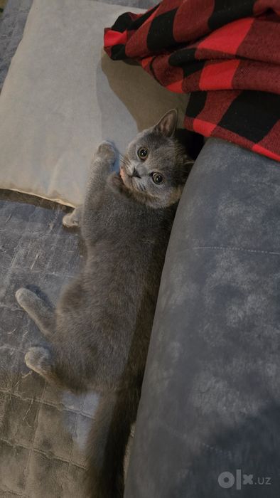 Скоттиш Страйт девочка