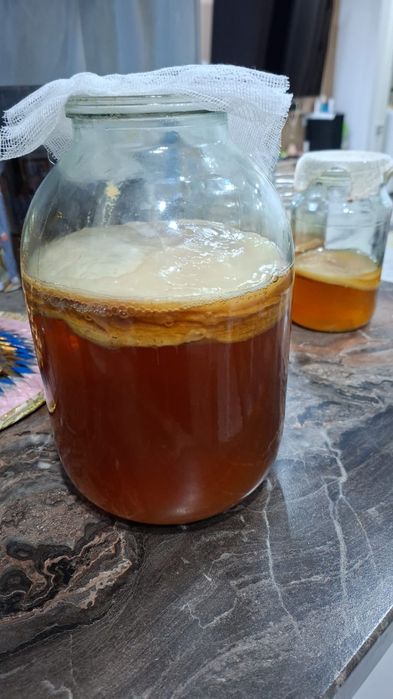 Продам чайный гриб