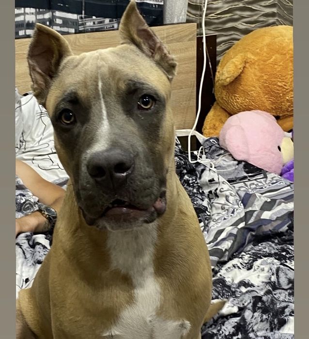 Отдам Питбуля в добрые руки