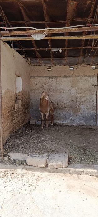 Arashan qoʻy 1 yosh boʻldi