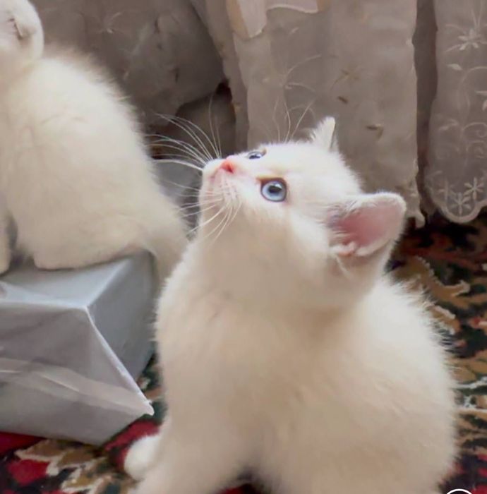 мушукчалар сотилади, котята, чистокровная fold, britanski shinshilla