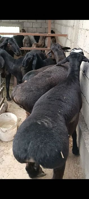 Qassob xizmati Hamyonbob narxlarda