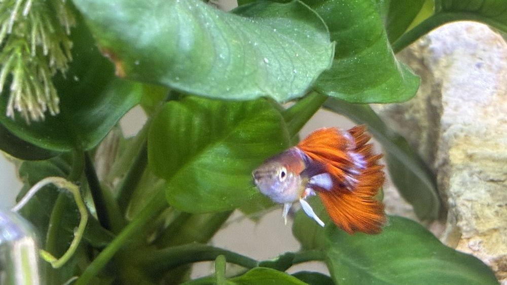 Продавам гупи и червени ckapugu Red Cherry