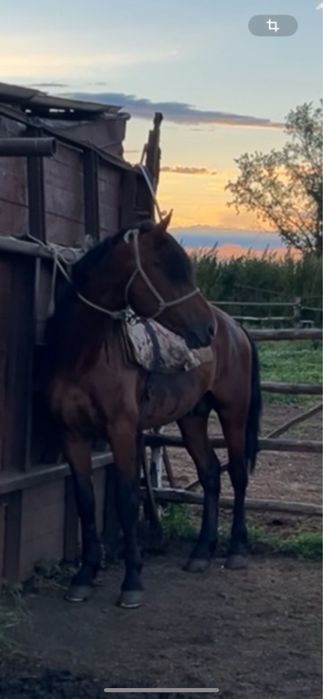 Продается жеребец