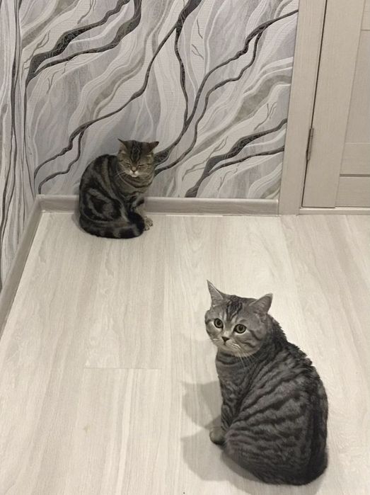 Британские котята
