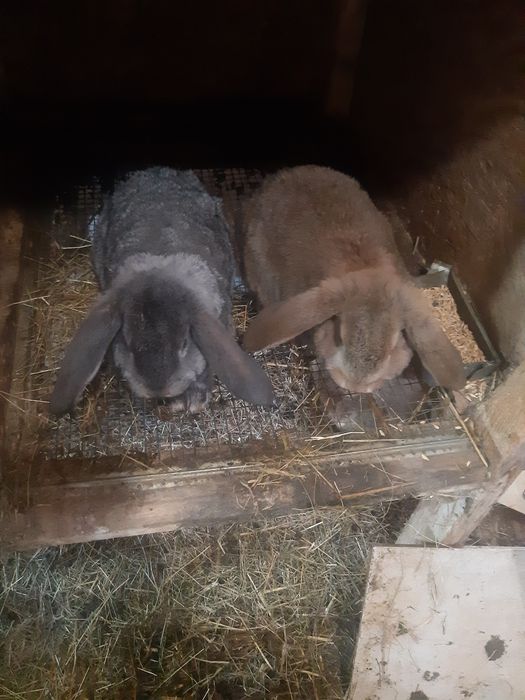 Iepuri Berbec german,rasa pura,adulti si  pui.