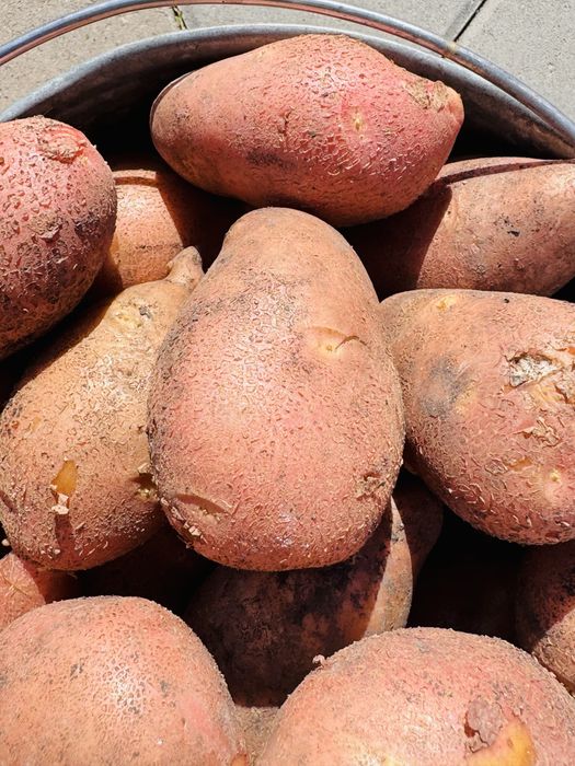 Продам ведро свежей картошки
