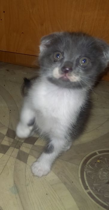Котята 1,5 месяца