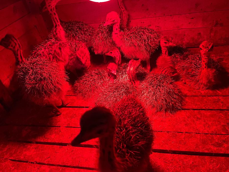 Pui de strut de vânzare