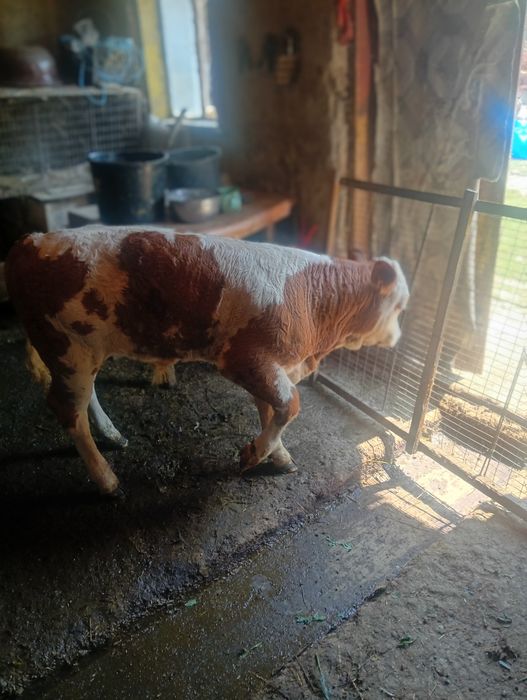 Vând vițel balțat românesc 10 sapt