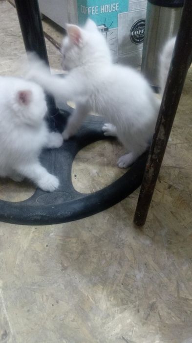 Бесплатно отдам котят