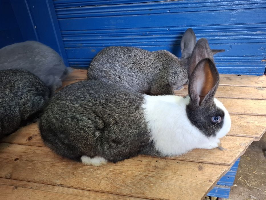 Iepuri Hycole Francez 
Vând iepuri H