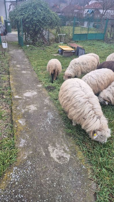 Vând 3 miele(500 buc) și 5 oi stramioare 800 lei buc)
