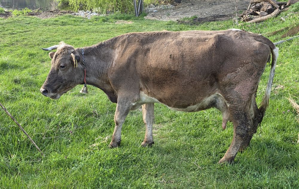 Vaca de vanzare !