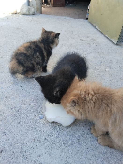 Отдам котят в хорошие руки