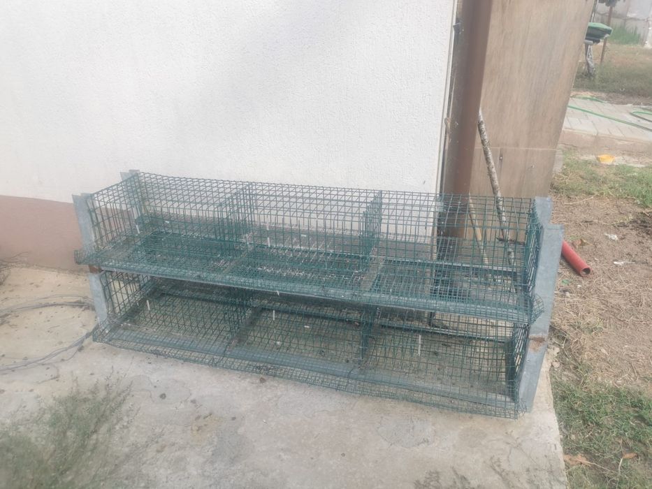 Custi prepelite!