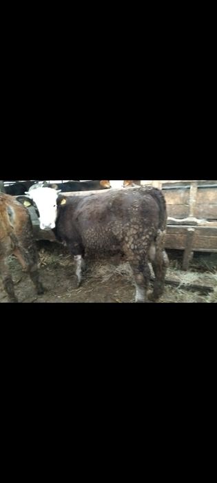 Vând 6 vițele 16,5 lei kilogramul în viu!