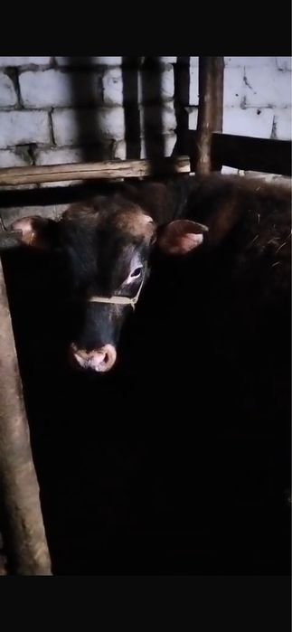 Бұқалар сатамын