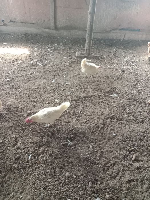 Продам курей несушек.
