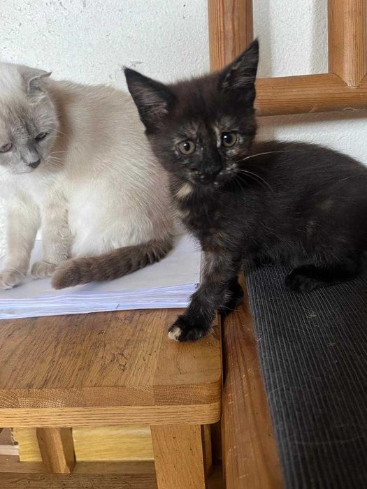 Отдам котят в хорошие руки