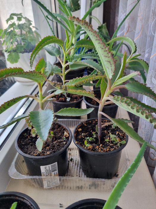 Каланхое лечебное в горшочках