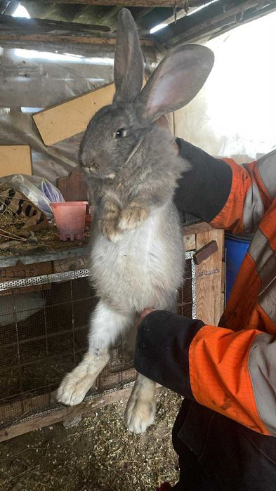 Se vinde pereche de epuri sau schimb