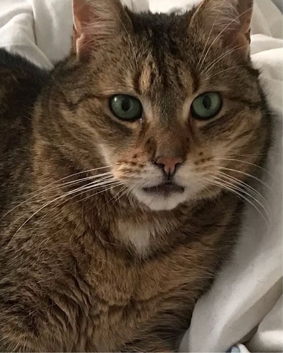 Pet sitter -pisici si caini