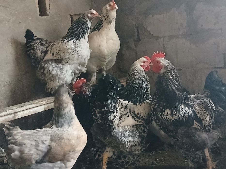 Продам 13 петухов по 3500тг
