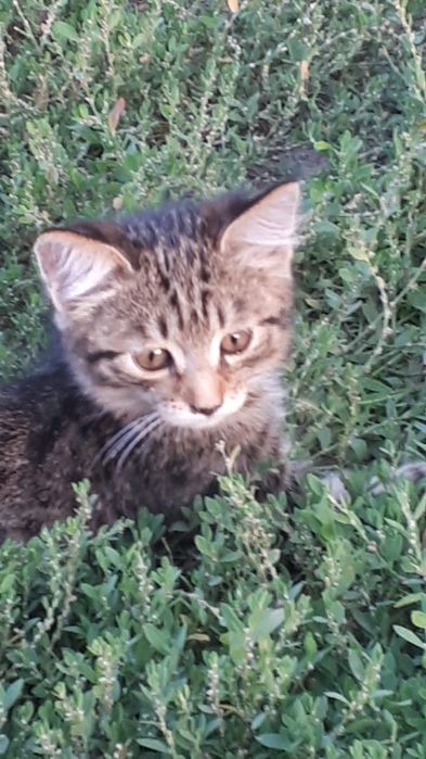 Камышовые котята.