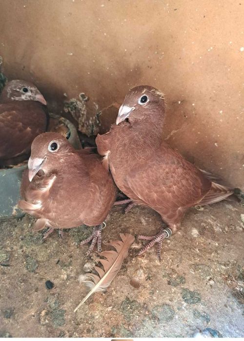 Porumbei roșii cu floare!