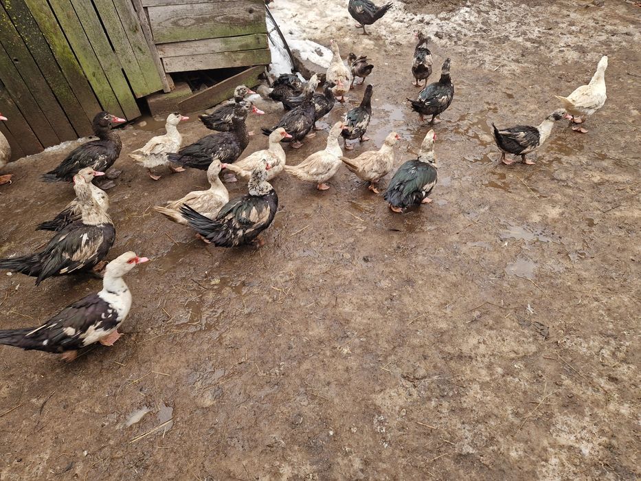 Rațe  mute și rățoi