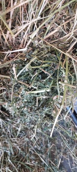 De vânzare baloți de lucernă, fân!Se asigura transport!