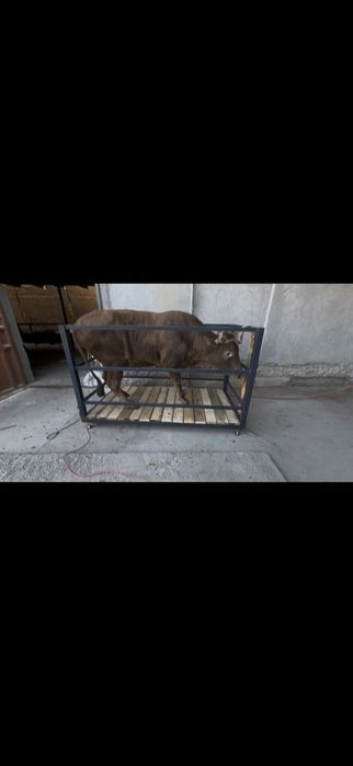 Tarozi Mol Otlar uchun