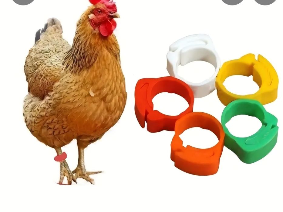 Колца для кур и другие птицы.
