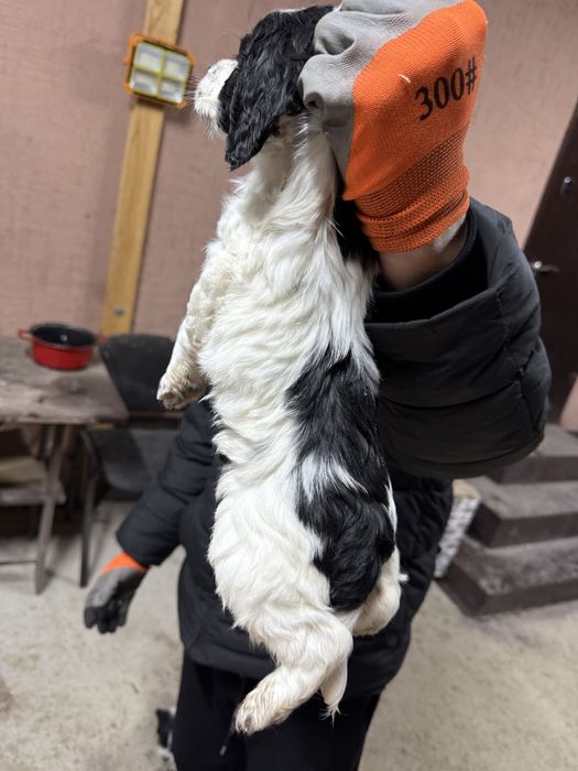 Щенок русский спаниель .