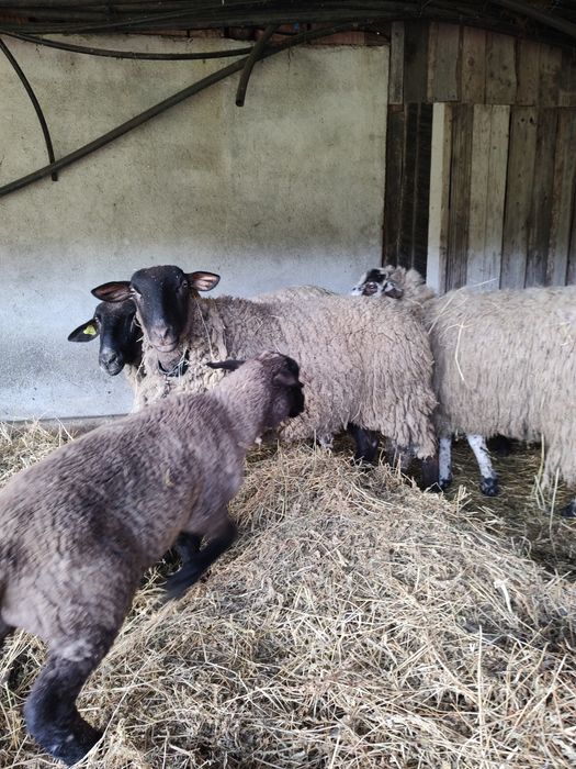 Oi de vânzare ,zona Cluj