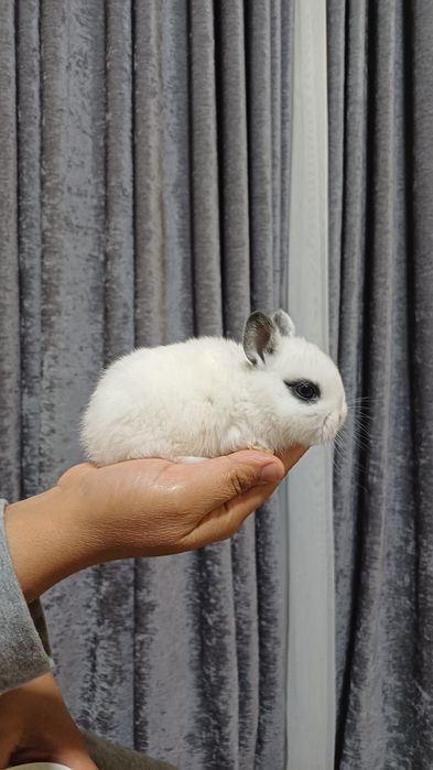 Кролики породы "хотот"