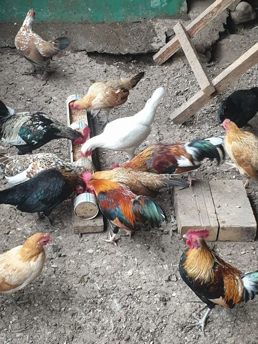 Продам карликовых курей