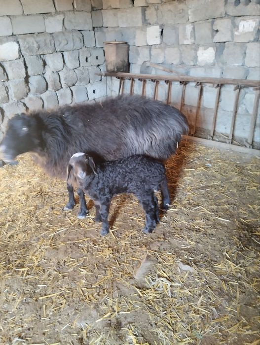 Quylar va Bolalari sotiladi bolasi quchqor