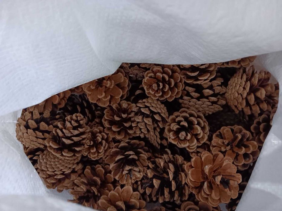 Шишарки от Черен, Бял и Морски бор, и Смърч за декорация