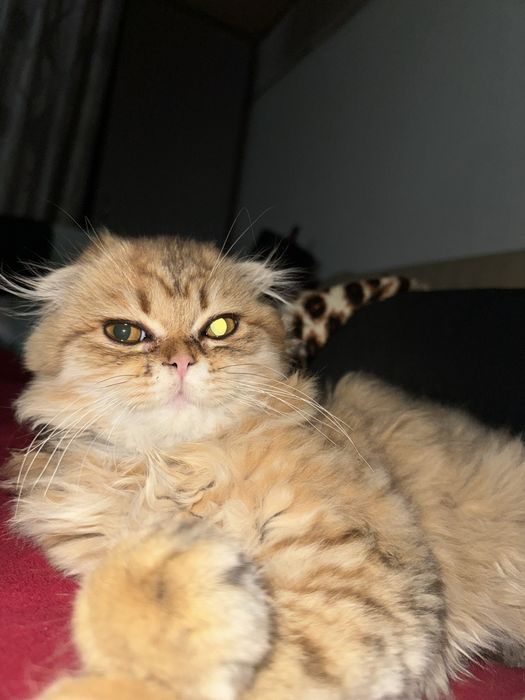 Отдам котенка в надежные руки