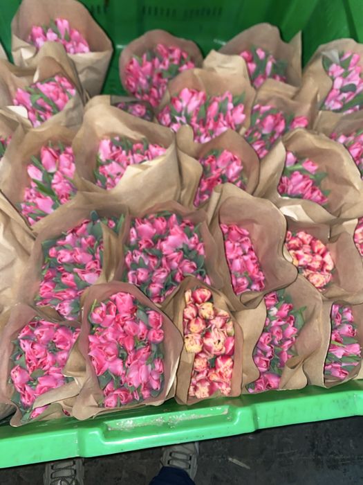 Самые крупные тюльпаны оптом крупный бутон 10 см