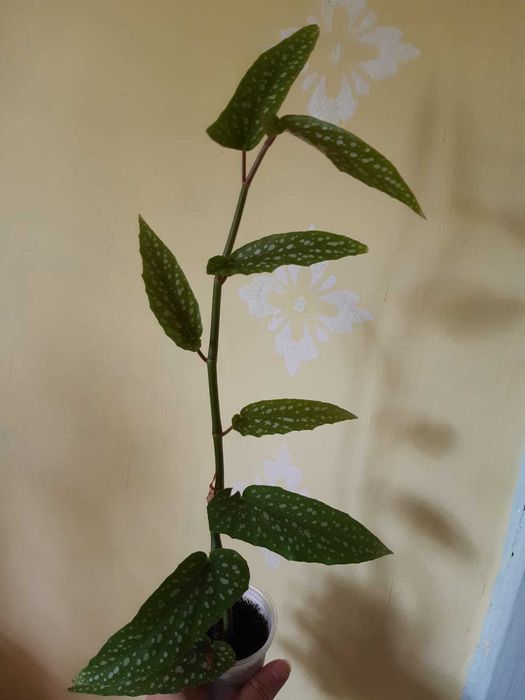 Гибискус бенджамин бегония