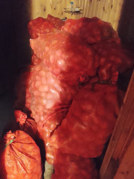 Картошка домашняя